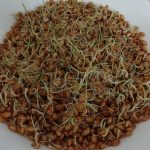 Пророщенная пшеница при гастрите